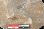 Foto (Detailansicht) von Jordania moravica Helmh. (NHMW-GEO-2024-0188-11143)